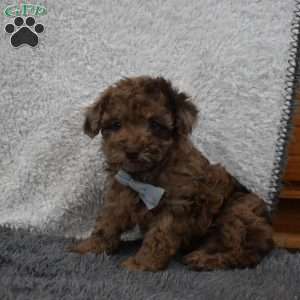 Garfield, Toy Poodle Puppy